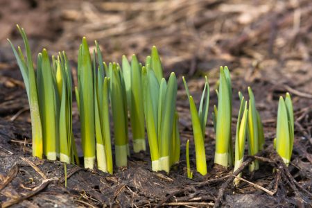 Add some color to your winter landscape in Atlanta